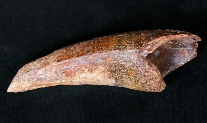 Large Spinosaurus Premax Tooth #14397